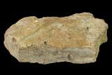 Fossil Dinosaur (Triceratops) Skull Section - North Dakota #155346-2